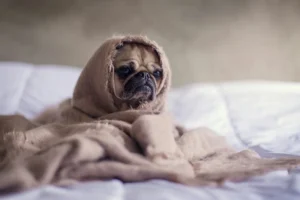 Pet Friendly Getaways