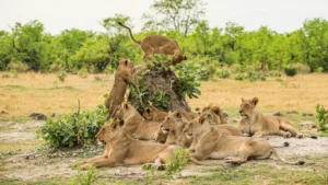 African Animals And Safari In Disney World?