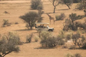 What to Expect on a Safari Vacation