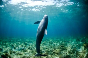 Swimming With Dolphins
