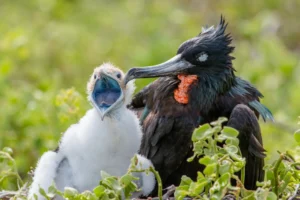 Traveling To The Galapagos Islands