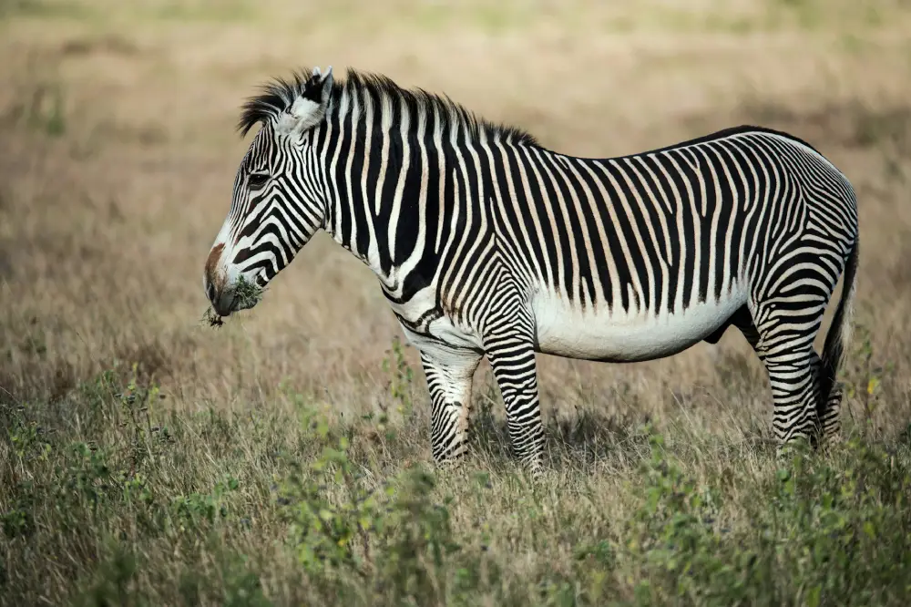 In Kenya Safari To Lewa Conservancy