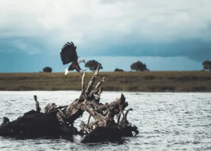 Several Good Reasons For Staying At Chobe Chilwero Lodge In Botswana Either On Honeymoon Or A Holiday Safari
