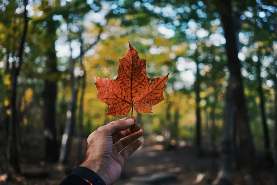 The Importance Of Travel Insurance For Canadians