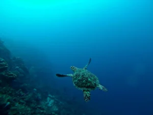 Step Inside Turtle Bay – An Outstanding Hawaii Vacation Resort