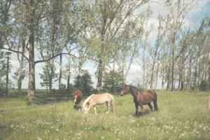 Vacations On A Ranch