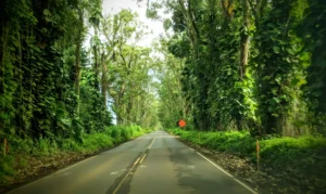 Why Kauai Vacation Rentals Are Your Best Option