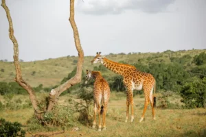 Africa Safari Resorts Combine Luxury And Adventure