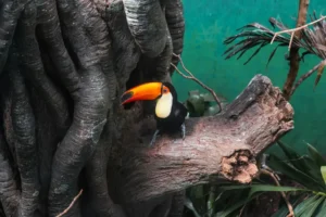 Visit The Bronx Zoo In NYC