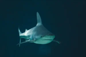 Swimming With The Sharks - Tips For Safe Shark Diving