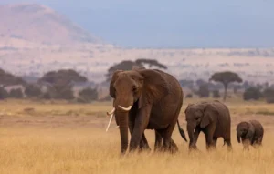 Your Safe Visit To The Wilds Of Africa