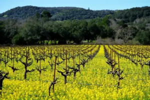 Top 10 Tourist Attractions In The Sonoma Wine Country, California