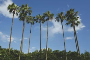 Hello From Orlando: Timacuan Golf And Country Club