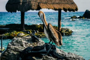 Exploring The Galleries And Museums Of Cancun