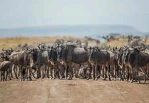 African Safari - Back To Basics And Reflections On The Creation