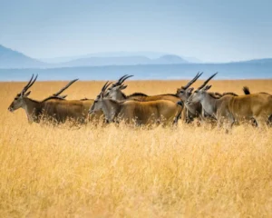 Animal Safari- Let Nature Balance Itself