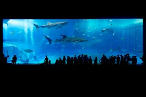 Amazing Facts About Shedd Aquarium