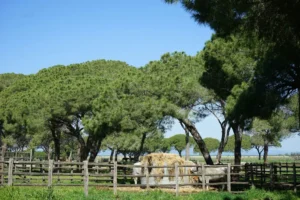 Maremma : A Symphony Of Land And Water