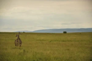 A Nice Savanna Vacation