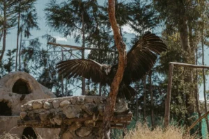 Exotic South American Animals
