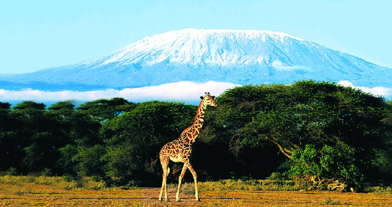 Best Luxury Safari Packages in Africa – Experience the Wild in Style