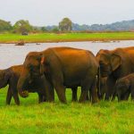 Feature-Elephant