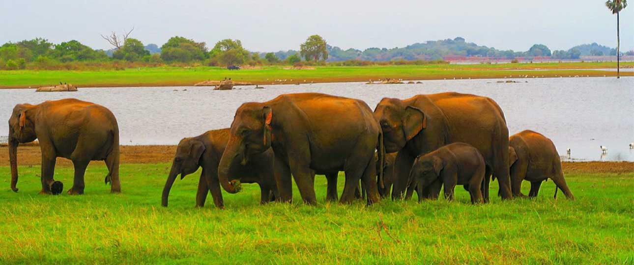 The Cultured Traveler 5 days in Sri Lanka | toursrilankatravel.com