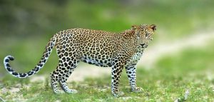 Yala National Park Yala National Park