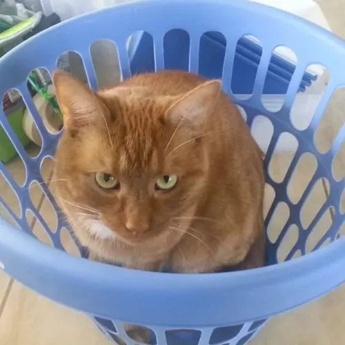 Feeling Cluttered? Stop the Chaos, Here’s How to Fix it.