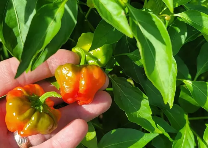 Know Your Solutions, Know Your Clients, Stop Mismatches