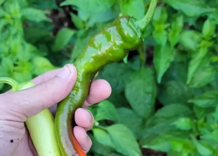 Perfect Time to Harvest a Sale, Don't Miss Your Deal