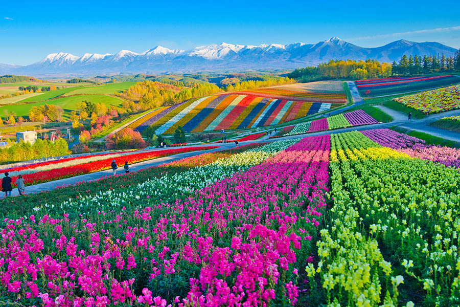 TOUR NHẬT BẢN: HOKKAIDO  ASAHIKAWA – SAPPORO – OTARU – NOBORIBETSU 7 NGÀY 6 ĐÊM