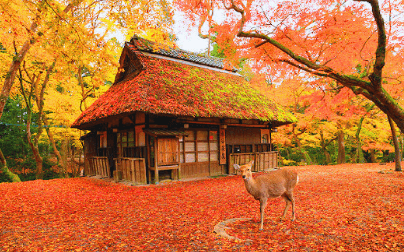 TOUR NHẬT BẢN: OSAKA – NARA – KYOTO – NAGOYA – YAMANASHI - TOKYO - 5N5Đ