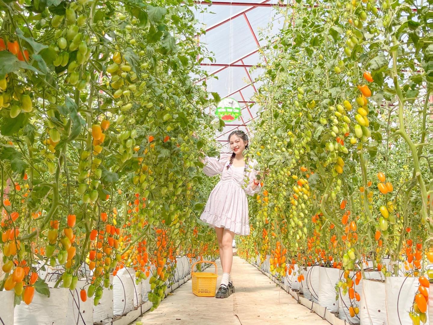 TOUR ĐÀ LẠT 3N3Đ - SĂN MÂY PANORAMA (BEST SELLER)1