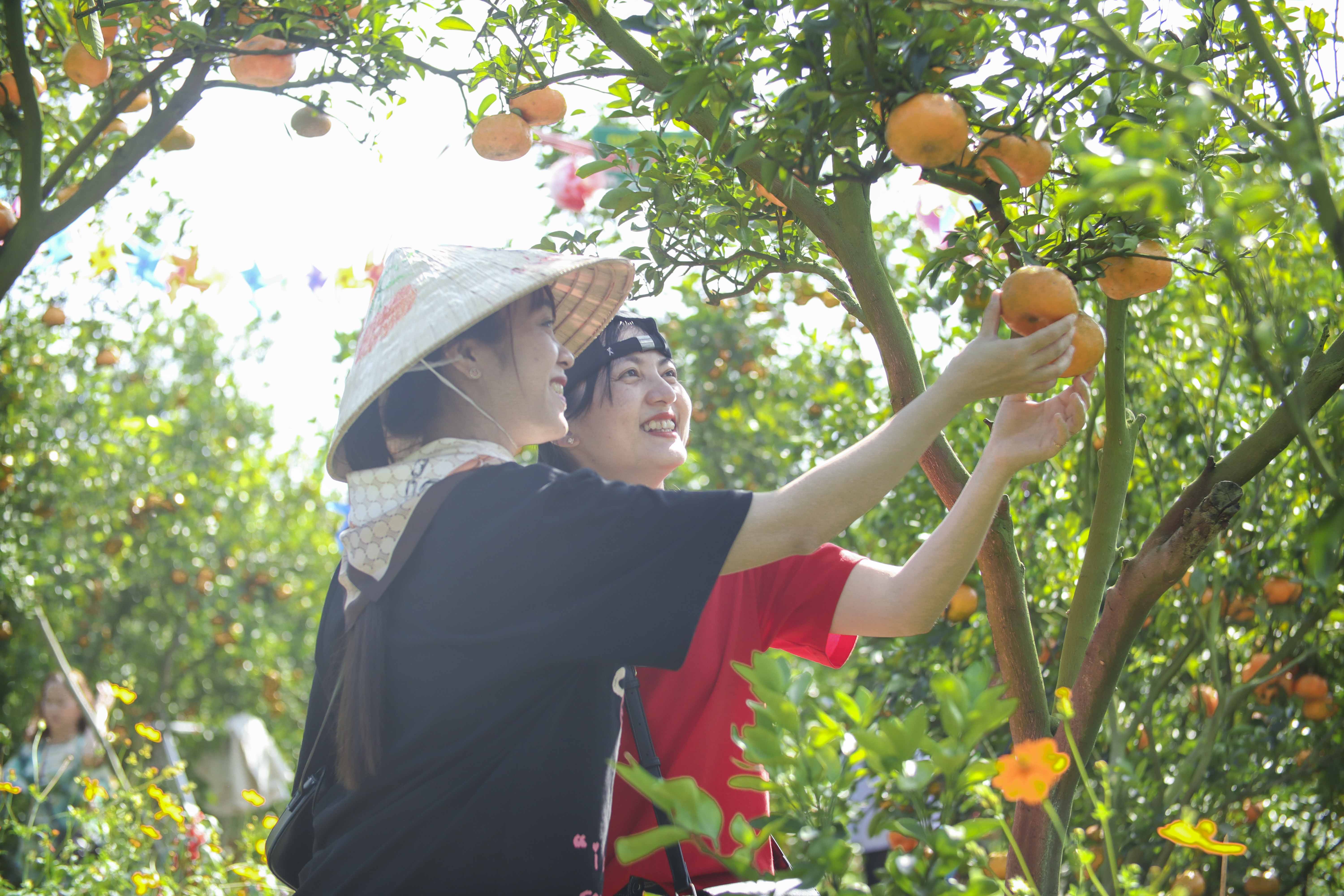 TOUR TẾT DƯƠNG LỊCH 2026: LÀNG HOA SA ĐÉC - VƯỜN QUÝT 1 NGÀY | KHÁM PHÁ ĐỒNG THÁP