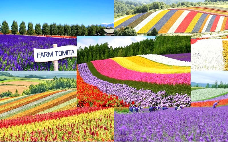 TOUR NHẬT BẢN: HOKKAIDO  ASAHIKAWA – SAPPORO – OTARU – NOBORIBETSU 7 NGÀY 6 ĐÊM