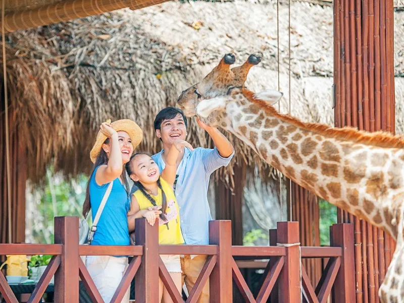 Du khách check-in và cho hươu cao cổ ăn tại nhà hàng Giraffe Vinpearl Safari.