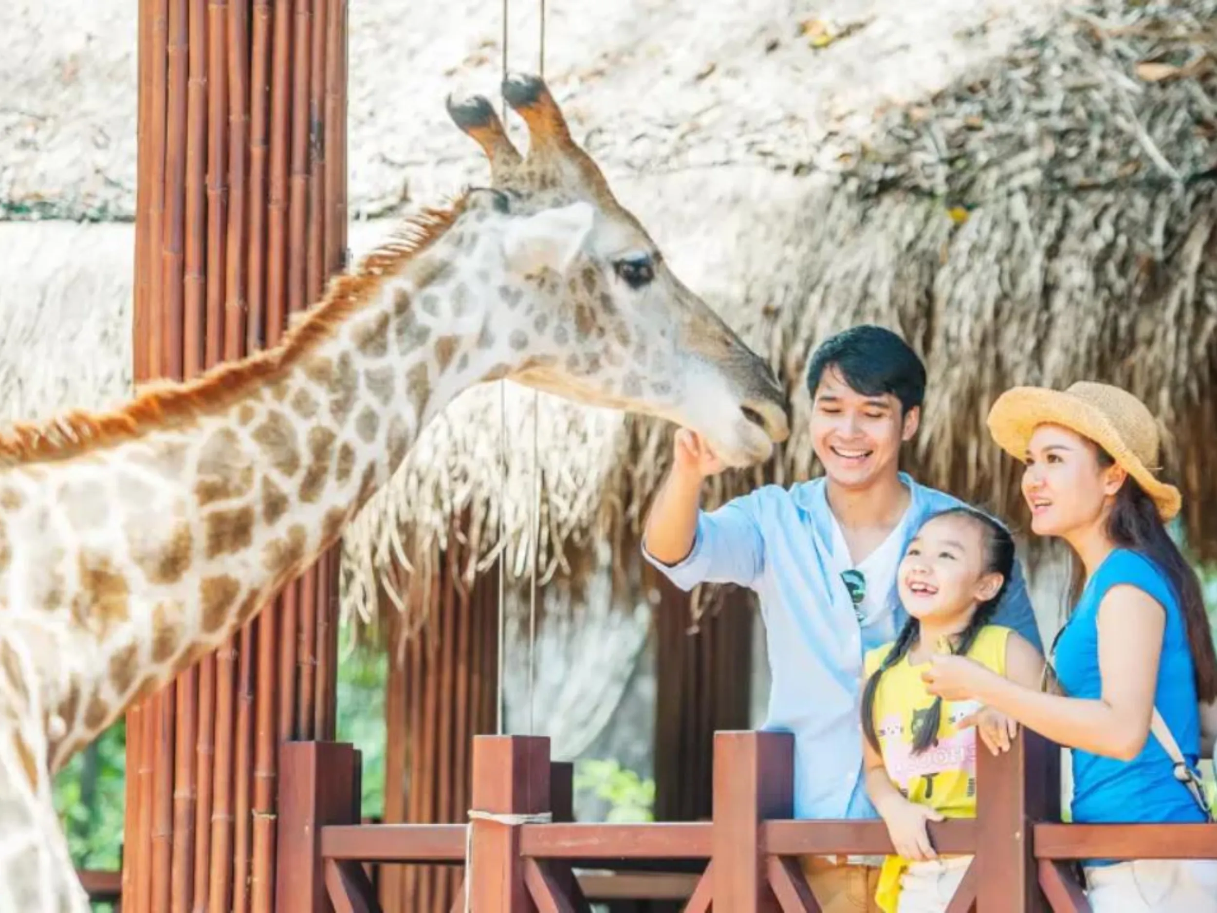 Du khách cho hươu cao cổ ăn tại Safari Cafe NovaWorld Phan Thiết