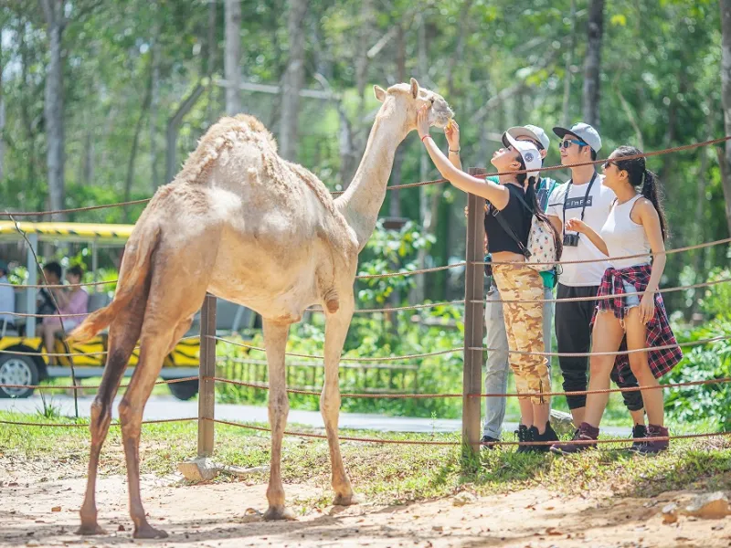 Khách tham quan tương tác với động vật tại khu vườn thú mở Open Zoo Vinpearl Safari.