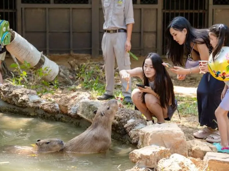 Khám Phá Khu Vườn Thú Mở (Open Zoo)