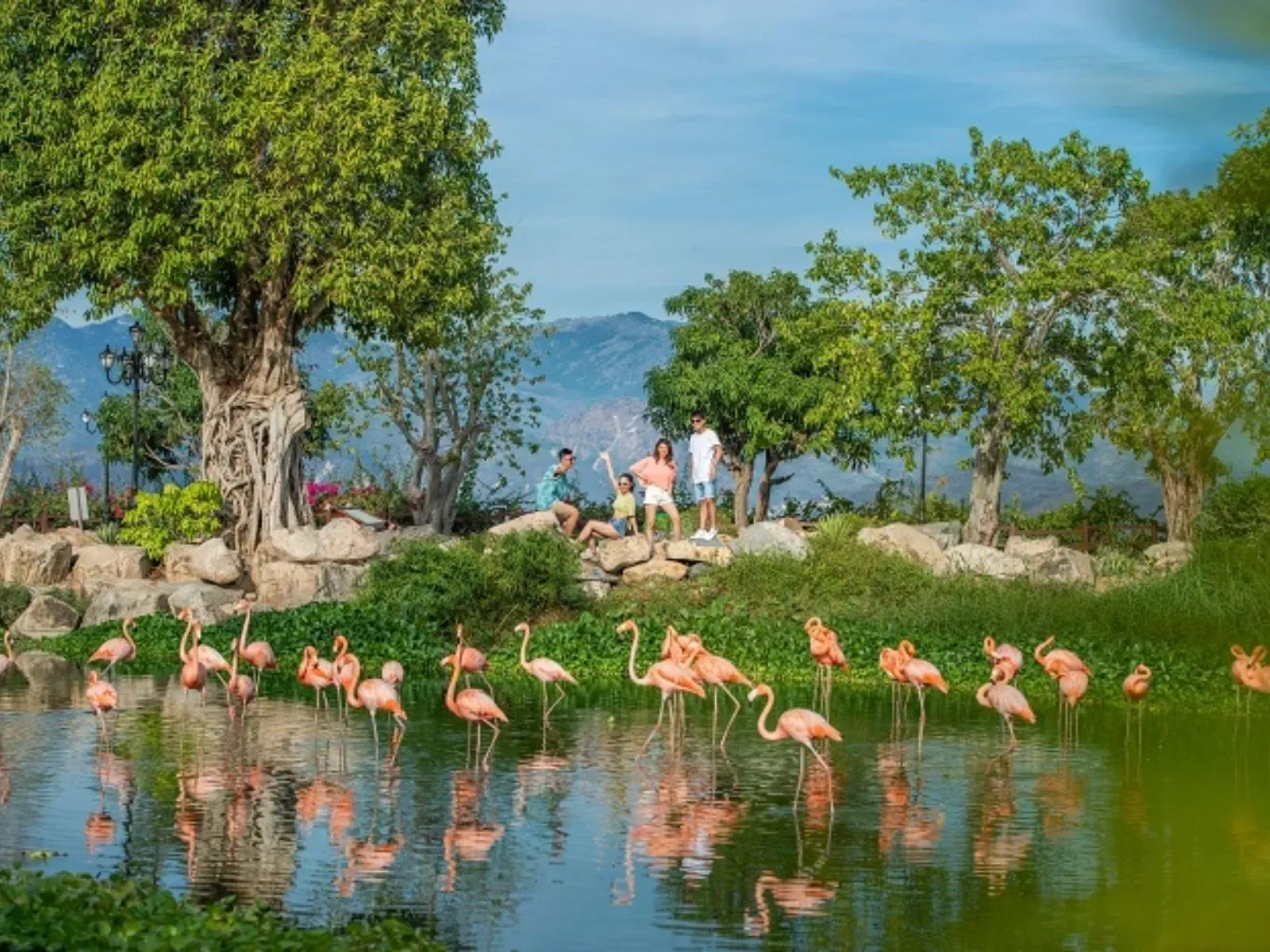 Check-in cùng đàn hồng hạc