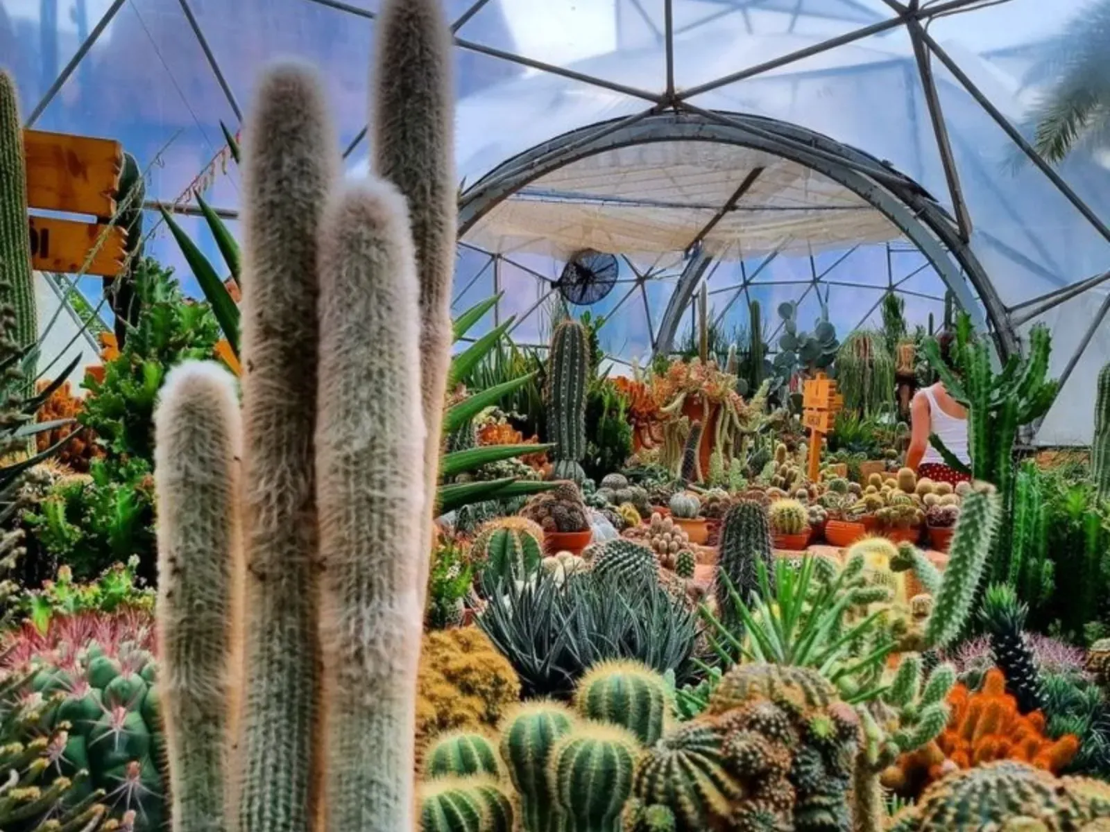Cacti Land - xứ sở xương rồng