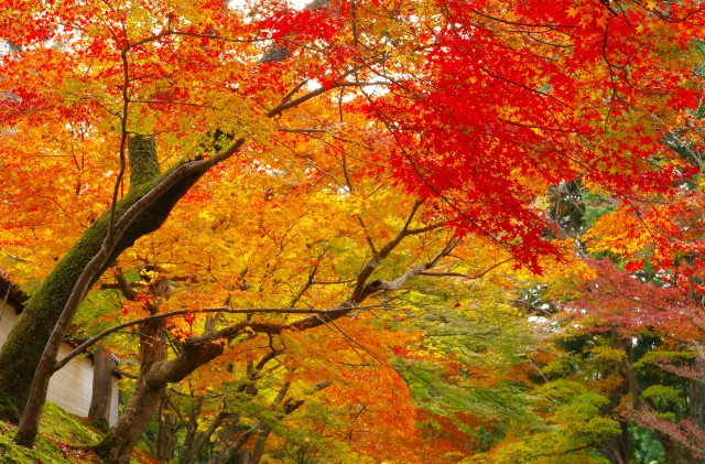 Vast expanse of red and yellow leafed trees during autumn 