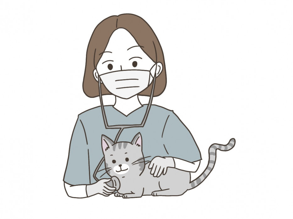 Bringing Your Cat to Japan Important Things to Consider and Import