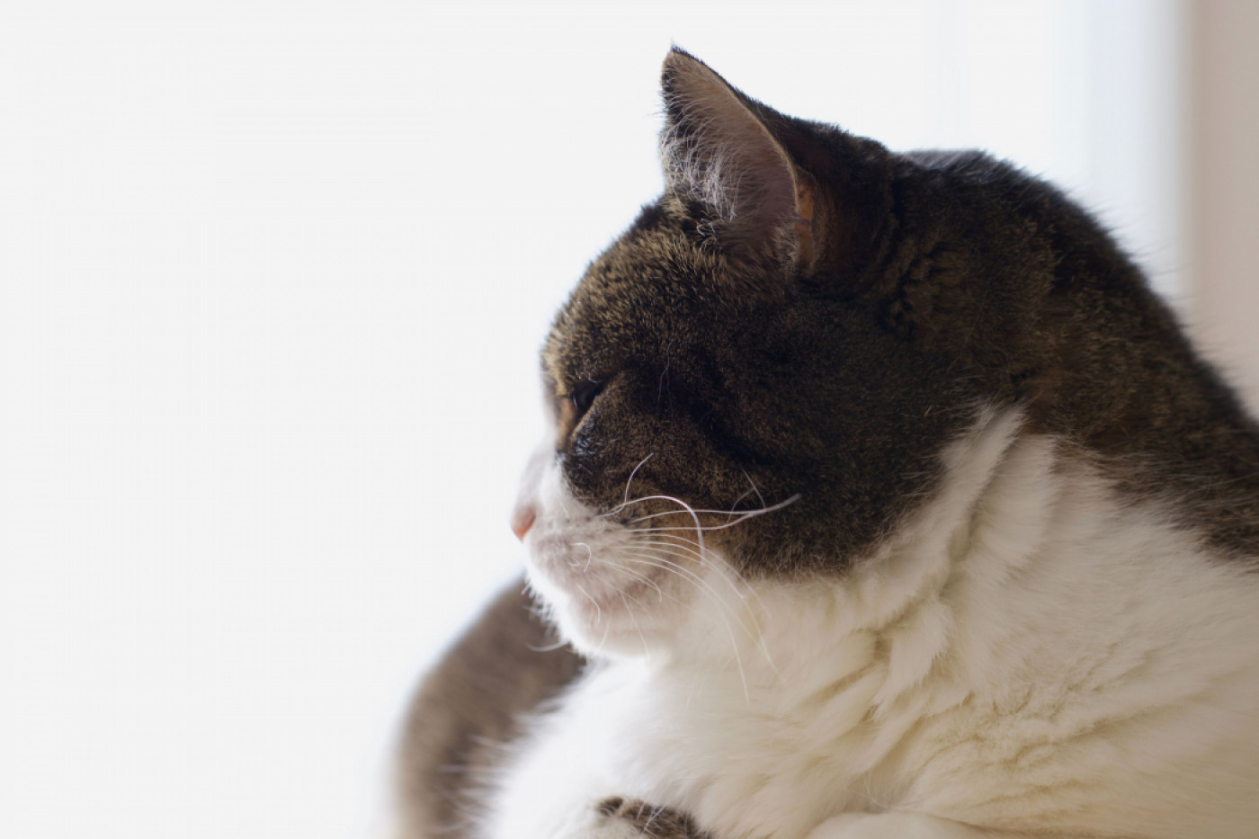 Bringing Your Cat to Japan Important Things to Consider and Import