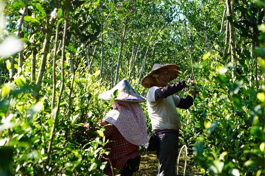2006年取得「循環永續示範茶園」認證。