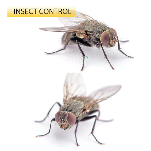 css pest fly control 600x600 1