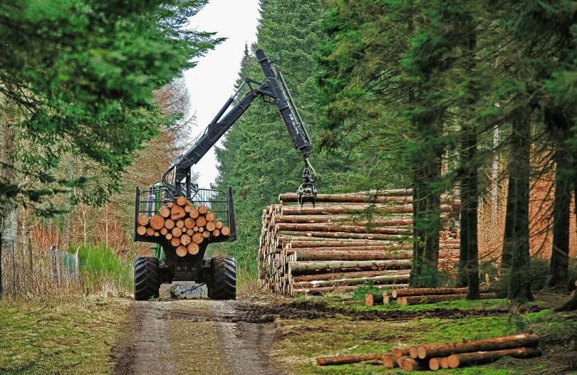 Timber Harvesting Forestry Management