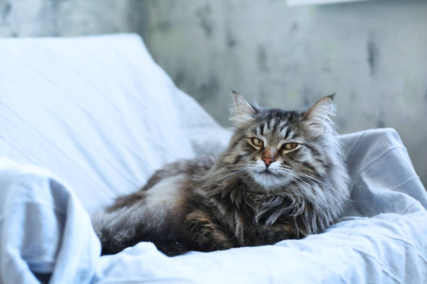 istockphoto 1386291172 612x612 1