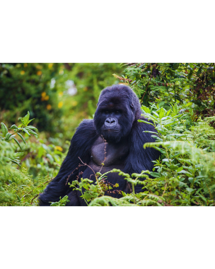 gorilla trekking rwanda 1